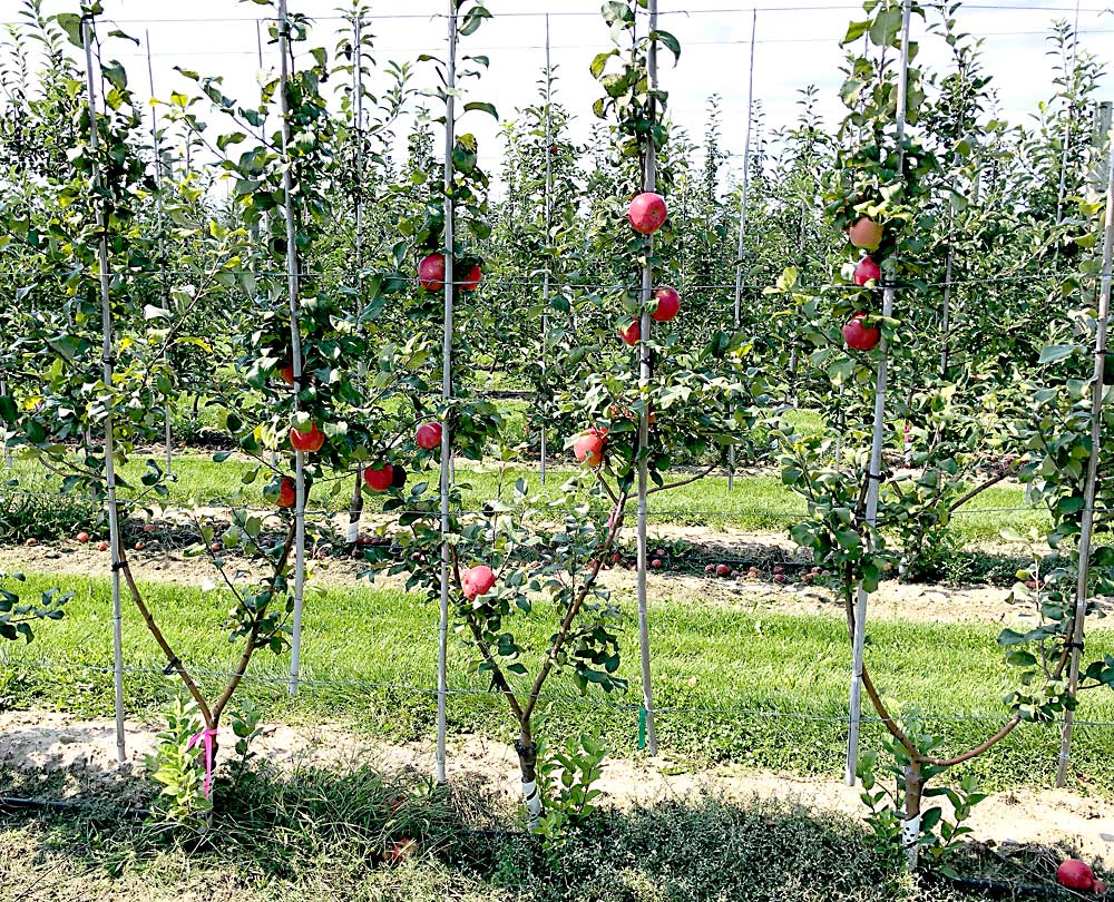 In this two-leader system, these fourth-leaf Honeycrisp trees were created by selecting two side shoots from above the bench graft, or winter graft, on each. They were grafted in the winter, then planted in place in the spring. (Courtesy Phil Schwallier/Michigan State University)
