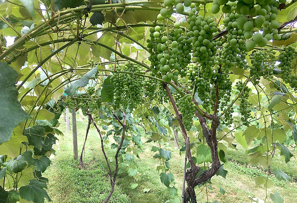 In University of New Hampshire seedless table grape trials, the Munson growing system, seen here, produces higher yields and better fruit quality than the vertical shoot position (VSP) growing system, but it requires more overhead work. (Courtesy Becky Sideman/University of New Hampshire)