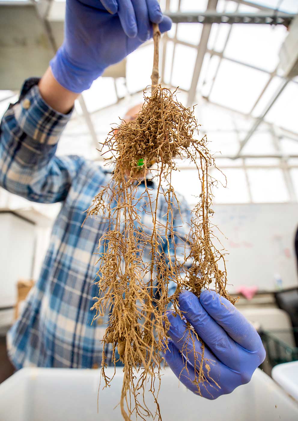 Washington State University lab technician Rylan Hull delicately removes one of the vine root systems to measure the effects of mycorrhizae amendments on plant growth and nutrient uptake. (TJ Mullinax/Good Fruit Grower)