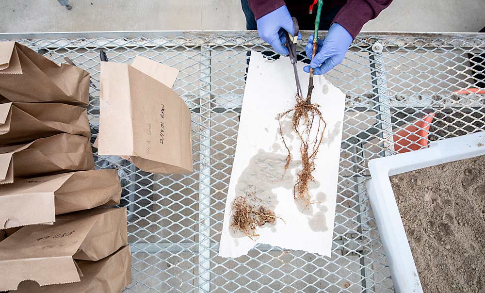 WSU technician Gunnar Wickenhagen cuts roots that will be bagged, dried and weighed to collect data on plant growth and nutrient uptake from mycorrhizae amendments. (TJ Mullinax/Good Fruit Grower)