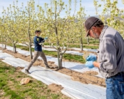 WSU reseaBruce Greenfield, right, and Louis Nottingham of Washington State University hang trap cards in pear blocks lined with reflective mulch in June at the Sunrise Research Orchard near Wenatchee, Washington. Nottingham, an entomologist, has determined that reflective mulch helps repel pear psylla early in the growing season. (Ross Courtney/Good Fruit Grower)rcher finds reflective mulch keeps pear psylla out in early season. (Ross Courtney/Good Fruit Grower)