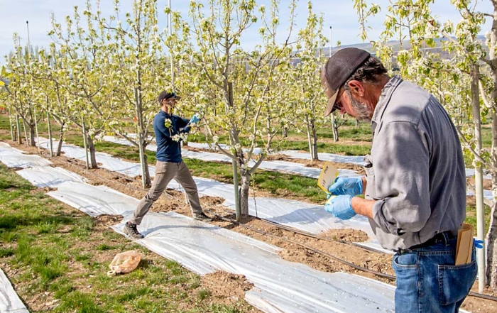 WSU reseaBruce Greenfield, right, and Louis Nottingham of Washington State University hang trap cards in pear blocks lined with reflective mulch in June at the Sunrise Research Orchard near Wenatchee, Washington. Nottingham, an entomologist, has determined that reflective mulch helps repel pear psylla early in the growing season. (Ross Courtney/Good Fruit Grower)rcher finds reflective mulch keeps pear psylla out in early season. (Ross Courtney/Good Fruit Grower)