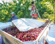 Harwinder Singh, right, tosses a Bushpro mylar cover over Skeena cherries from Sukhpaul Bal's Hillcrest Farms in Kelowna, British Columbia, on July 21, 2018. (TJ Mullinax/Good Fruit Grower)