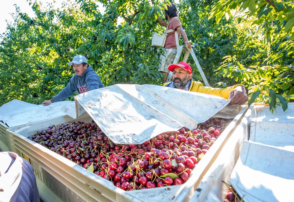 Harwinder Singh, right, tosses a Bushpro mylar cover over Skeena cherries from Sukhpaul Bal's Hillcrest Farms in Kelowna, British Columbia, on July 21, 2018. (TJ Mullinax/Good Fruit Grower)