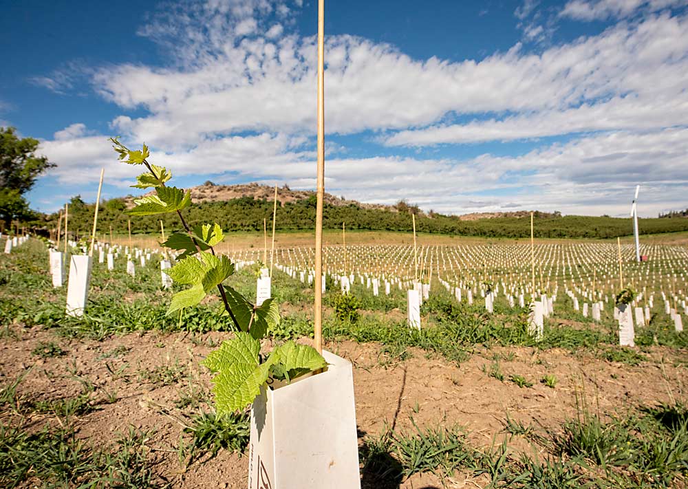 A new planting of Pinot Meunier in the Naches Heights AVA is part of a new effort by Treveri Cellars to plant and manage the best sparkling-wine-specific vineyards in the state, seizing opportunity in one wine category that’s still showing growth. (TJ Mullinax/Good Fruit Grower)