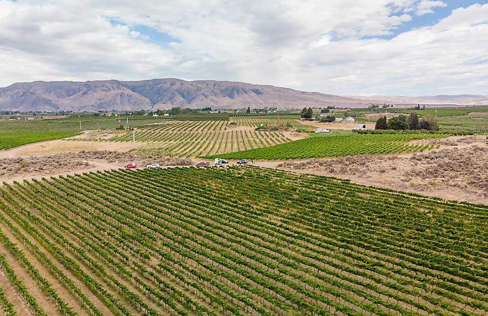 At 1,900 feet in elevation, Strand Vineyard in Naches Heights has both a cooler climate and good air drainage for frost protection, according to vineyard manager Phil Cline. (TJ Mullinax/Good Fruit Grower)
