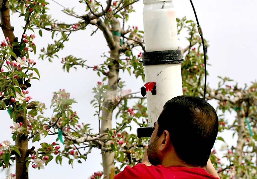 Washington State University graduate student Jassim Alhamid sprays a dispersal of cellulose nanocrystals on Scifresh apple blossoms near Prosser, Washington. (Courtesy Matt Whiting/Washington State University)