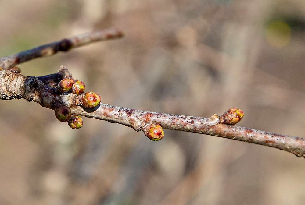 Cherry buds freshly sprayed with the cellulose dispersion. (Ross Courtney/Good Fruit Grower)