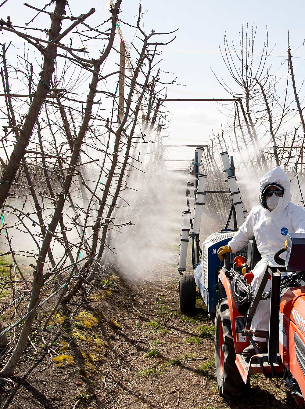 An orchard employee sprays a plant-based dispersion on Early Robin cherry buds in March 2020 at a Pasco, Washington, cherry orchard. WSU researchers are commercializing the dispersion, which they previously called cellulose nanocrystals, that insulates fruit buds from frost damage. (Ross Courtney/Good Fruit Grower)