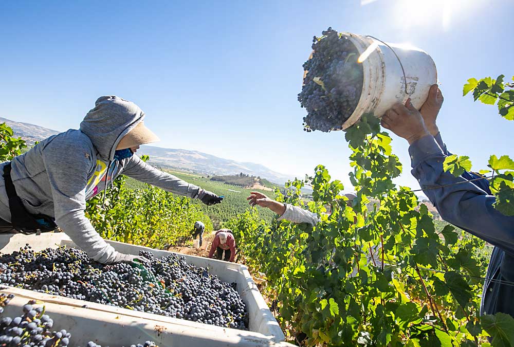 Dora Castillo hands out a bucket ticket as workers pick Pinot Noir destined for a sparkling wine at Naumes Suncrest Vineyards. Wine grapes, which need less water, were a bright spot for the Naumes family in 2022. (TJ Mullinax/Good Fruit Grower)