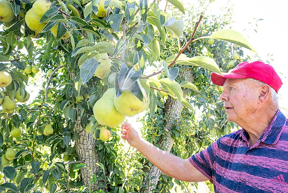 Grower Mike Naumes looks at hail damage in a Bartlett block that had received enough irrigation to size up well but ended up being a total loss in southwestern Oregon’s Rogue River Valley, a region long celebrated for its history in pears but where production, already down significantly from its heyday in the last century, hinges even more today on the whims of Mother Nature. (TJ Mullinax/Good Fruit Grower)