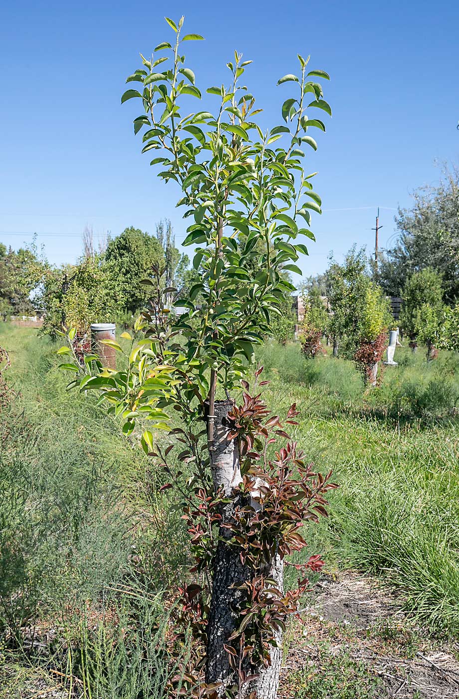 Varietal change is part of the Naumes family’s plan for the future, including grafting these Red Anjous over to Green Bartletts. (TJ Mullinax/Good Fruit Grower)