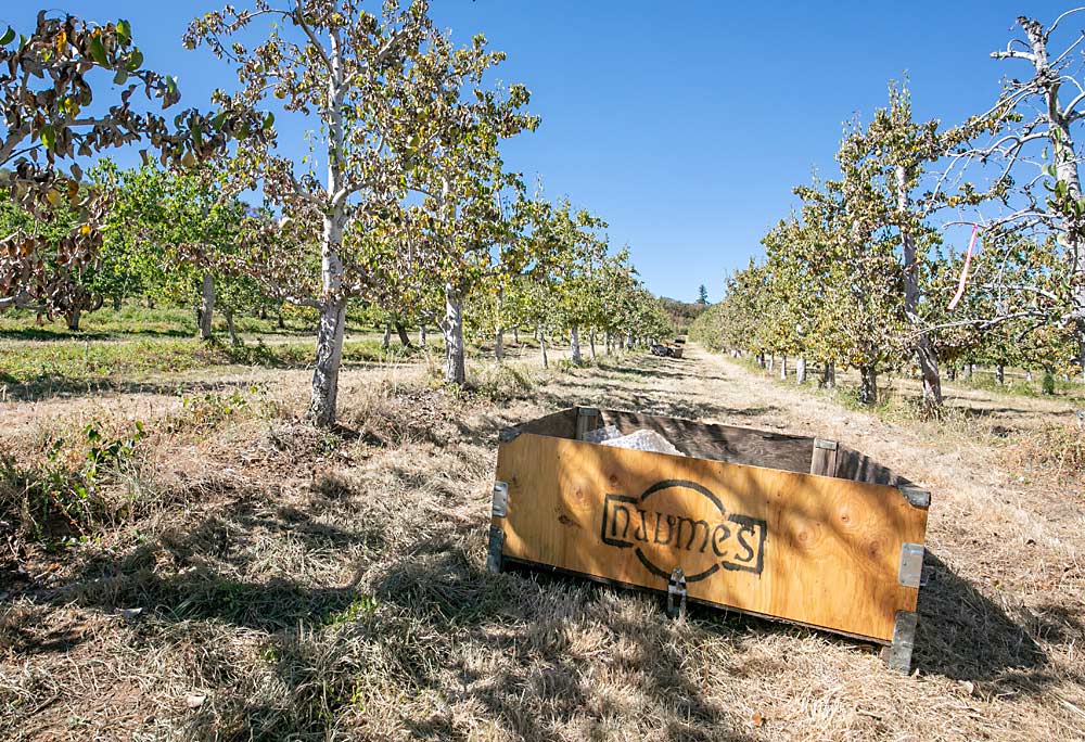 Drought stress forced grower Mike Naumes to scratch harvesting this block of Comice. He lost most of his 2022 crop to drought and hail damage. (TJ Mullinax/Good Fruit Grower)