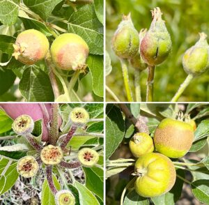 A May 18 freeze event damaged much of the apple crop across New York and New England. The damaged fruitlets seen here are from New Hampshire and Massachusetts, the latter of which might have lost one-third of its apple crop. (Photos courtesy Jon Clements/University of Massachusetts)