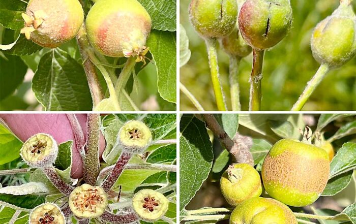 A May 18 freeze event damaged much of the apple crop across New York and New England. The damaged fruitlets seen here are from New Hampshire and Massachusetts, the latter of which might have lost one-third of its apple crop. (Photos courtesy Jon Clements/University of Massachusetts)