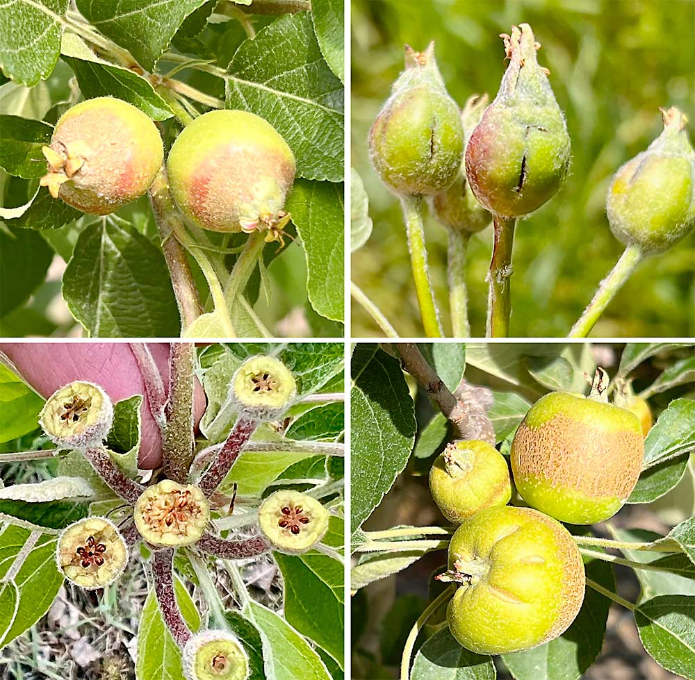 A frost on May 18 damaged much of the apple crop in New York and New England.  The damaged apples seen here are from New Hampshire and Massachusetts, the latter of which may have lost a third of its apple crop.  (Photos courtesy of Jon Clements/University of Massachusetts)