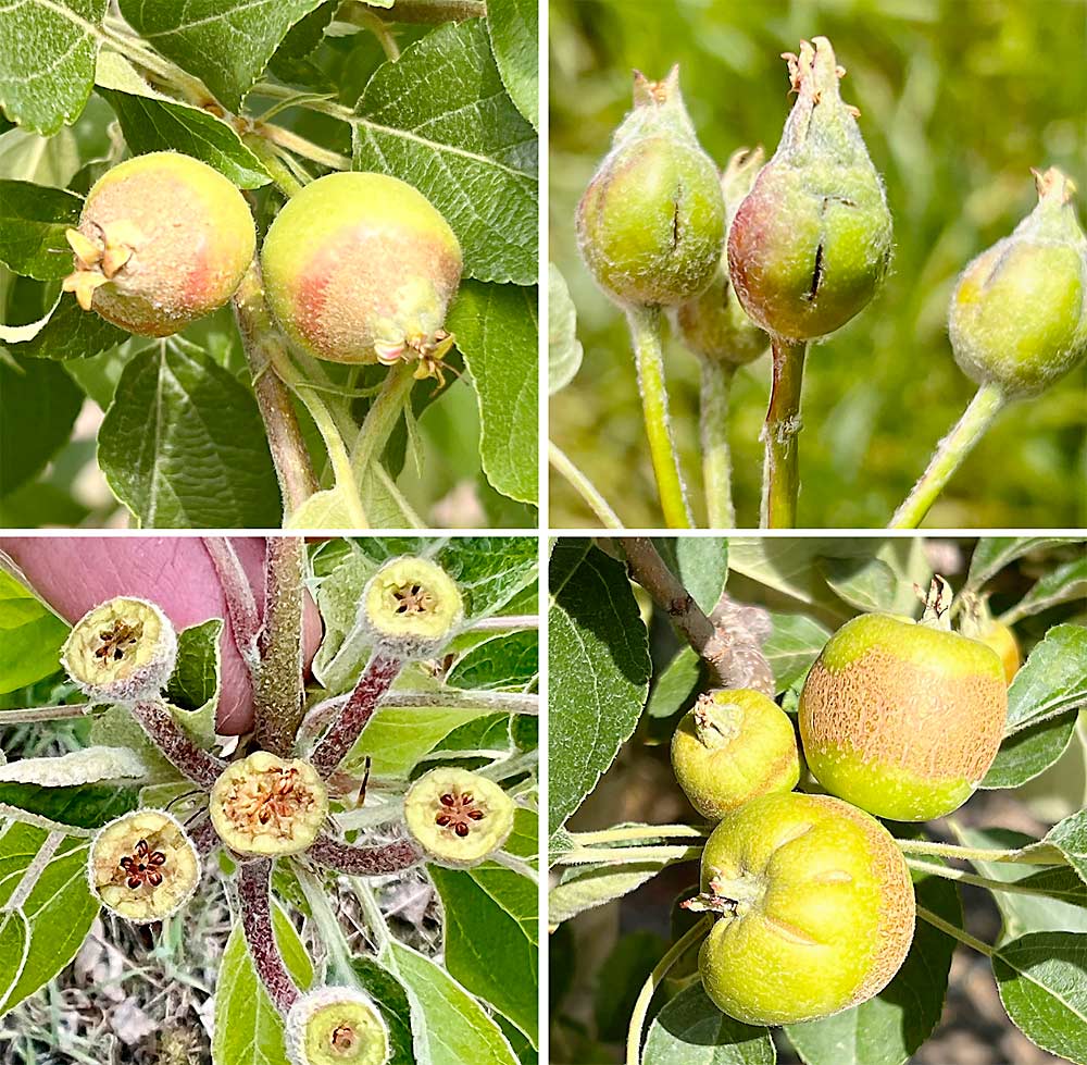 A May 18 freeze event damaged much of the apple crop across New York and New England. The damaged fruitlets seen here are from New Hampshire and Massachusetts, the latter of which might have lost one-third of its apple crop. (Photos courtesy Jon Clements/University of Massachusetts)