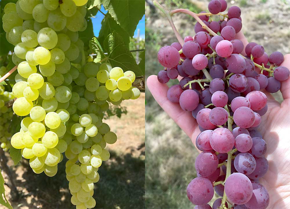 Lakemont, a seedless white table grape variety, shown at left, and Vanessa, a seedless purple table grape variety, can grow well in New Hampshire but need intensive disease management. (Courtesy Becky Sideman/University of New Hampshire)