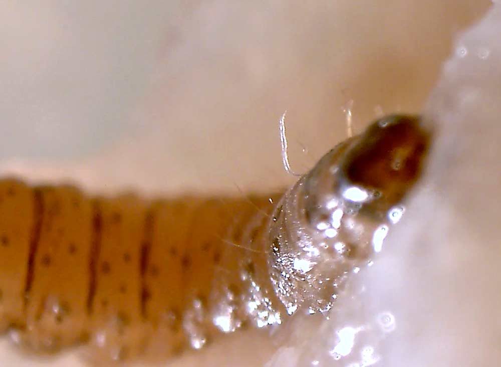 A nematode, which appears as a wavy translucent ribbon in this video still, attacks and successfully enters a codling moth behind the larvae’s head. (Courtesy BASF Corporation)