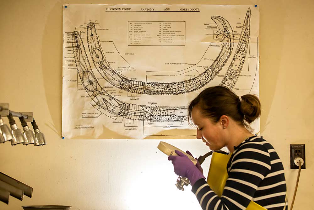 Former graduate student Katherine East checks a sample from the elutriator at the nematode lab at Washington State University’s Irrigated Agriculture Research and Extension Center in Prosser in December 2017. (TJ Mullinax/Good Fruit Grower)