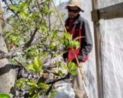 Woolly apple aphids colonize a branch, evidenced by the white fuzz in the foreground, while graduate student Adrian Marshall surveys the pest’s population under netted trees in April 2018 at Washington State University’s Sunrise Research Orchard near Wenatchee. As netting becomes more popular to reduce sunburn, Marshall is studying its effects on entomology, both the good bugs and bad bugs. (Ross Courtney/Good Fruit Grower)