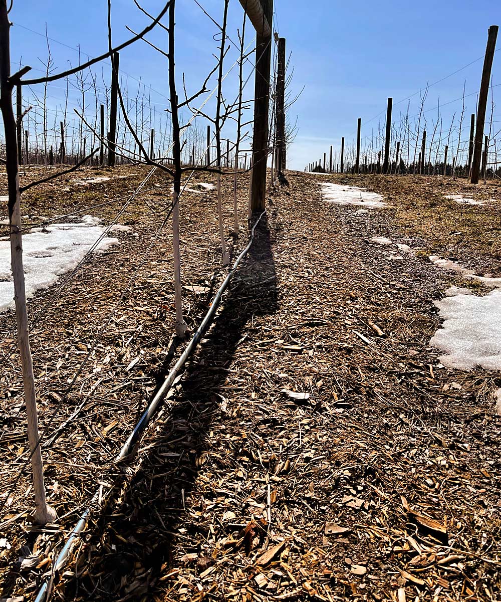 A 2020 planting of MAIA1 on Geneva 41 rootstocks, planted 2.5 feet apart. Rogers Orchards typically spreads wood chips after planting and will reapply or spot treat if better coverage is needed. (Courtesy Peter Rogers)