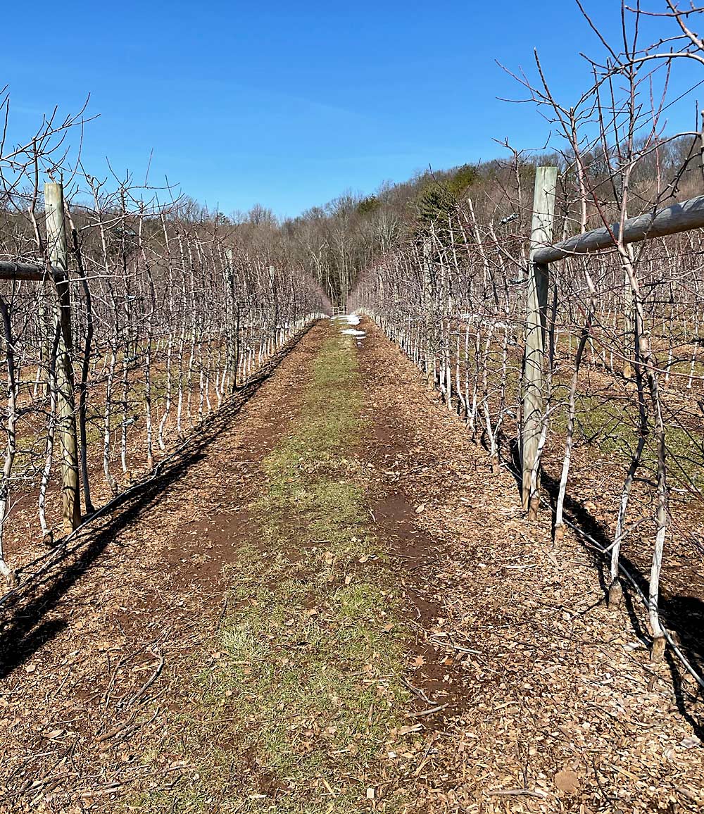 Rows of Ultima Gala on Geneva 11 rootstocks at Rogers Orchards in Connecticut. Planted 3 feet apart in 2016, this block is one of the first high-density plantings the orchard mulched with wood chips after planting. (Courtesy Peter Rogers)