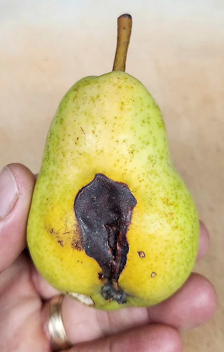 California entomologists are investigating what might be the Pacific flatheaded borer causing pear damage somewhat similar in appearance to codling moth damage and sun damage. (Courtesy Clebson Gonçalves/University of California Cooperative Extension)