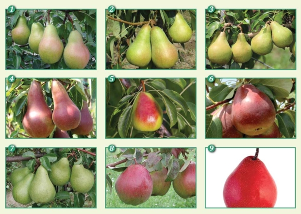 New Pear Varieties