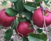 Evercrisp, the first commercial release for the Midwestern Apple Improvement Association, sold well last year, and growers are expecting a big boost in harvest this year as more orchards come into production. (Courtesy Bill Dodd)