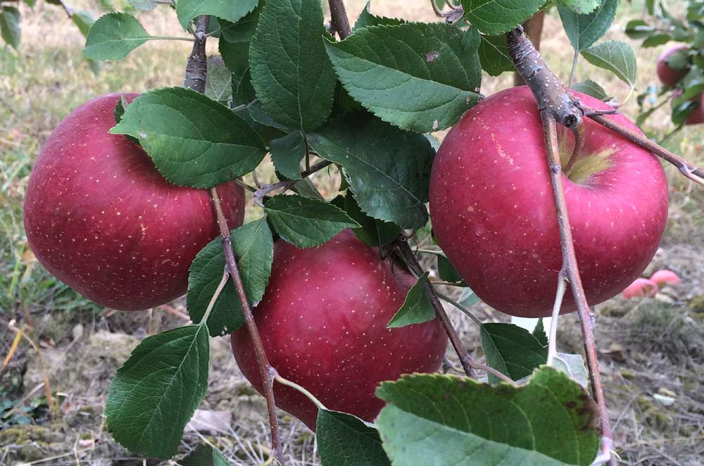 Evercrisp, the first commercial release for the Midwestern Apple Improvement Association, sold well last year, and growers are expecting a big boost in harvest this year as more orchards come into production. (Courtesy Bill Dodd)