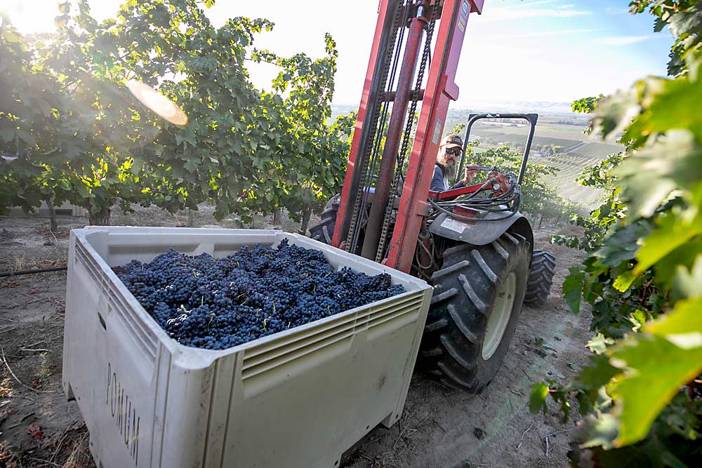 Tempranillo es una de las primeras uvas que se cosecharán en Upland Vineyards en Snipes Mountain en Sunnyside, Washington, el 7 de septiembre, mientras el copropietario Todd Newhouse retira un contenedor.  (TJ Mullinax/Buen Productor de Frutas)
