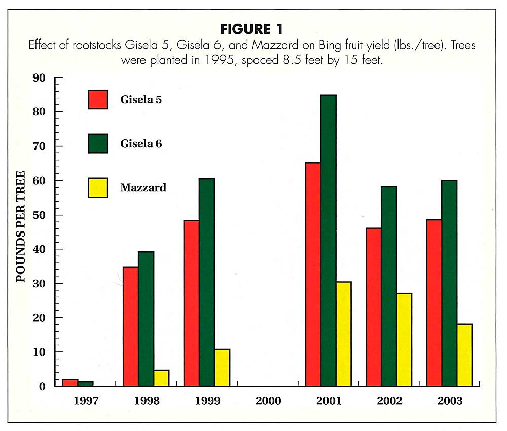 The next generation sweet cherry orchard, Figure 1