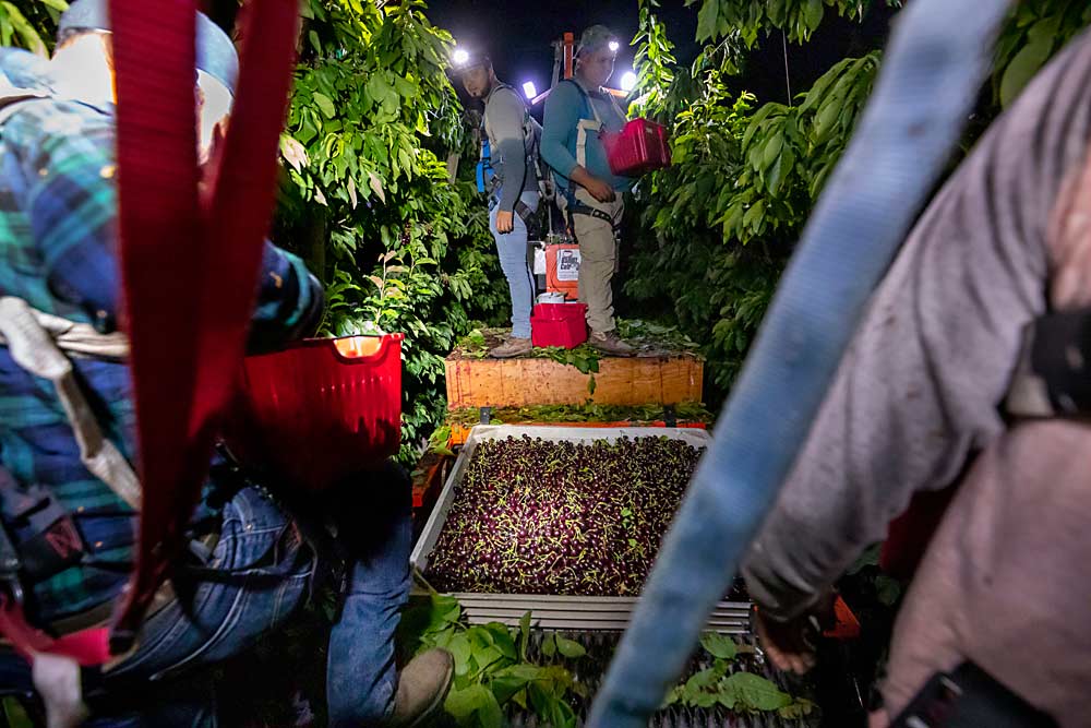 Workers harvest cherries at night to avoid the effects of the 2021 heat dome in Washington’s Columbia Basin. (TJ Mullinax/Good Fruit Grower)