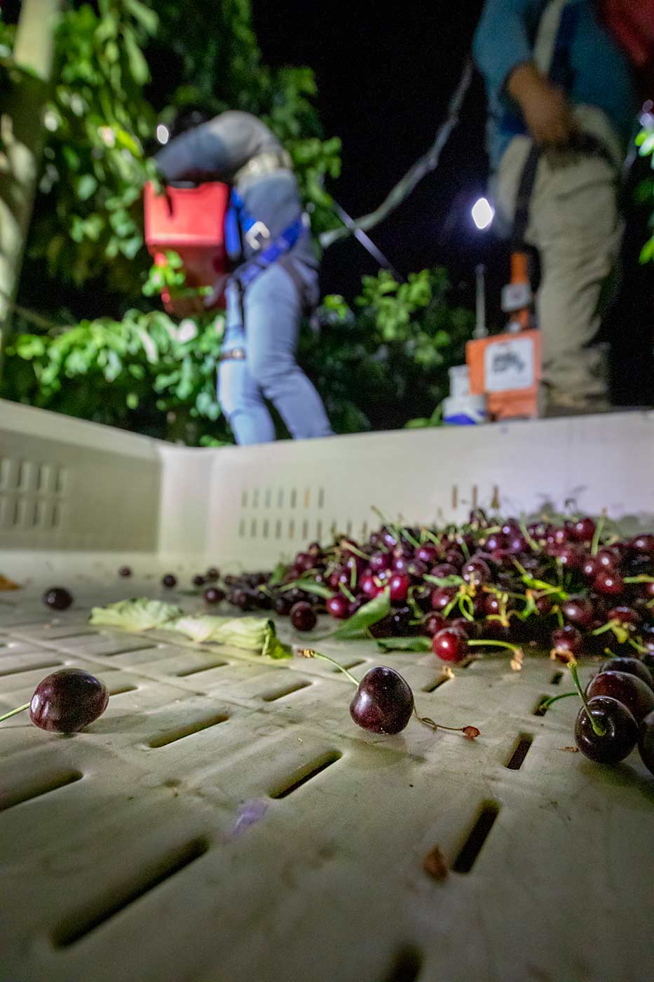 Fruit quality was an issue last year. By the time pickers reached many blocks, the cherries had already been exposed to several days of extreme temperatures. (TJ Mullinax/Good Fruit Grower)