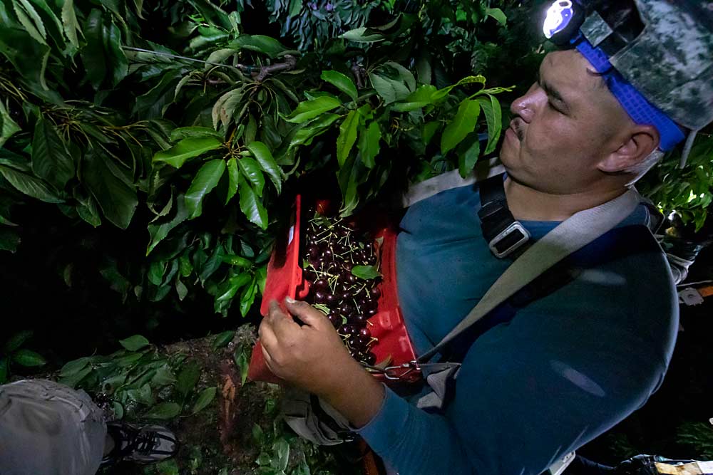 By the light of his headlamp, Ivan Arturo Ruiz Cardenas selects cherries for harvest at Allan Bros. Procuring enough headlamps, and extra batteries, is one challenge orchard managers intend to be ready for this year. (TJ Mullinax/Good Fruit Grower)