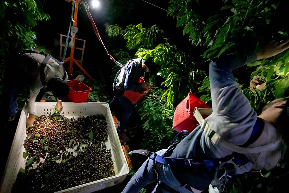 From left, Francisco Javier Solorio Negrete, Jonathan Ramos and Gerardo Moran harvest cherries at night on platforms at an Allan Bros. high-density orchard near Mesa, Washington, in June 2021. Severe heat in the Pacific Northwest last year prompted many growers to harvest at night, and some are planning to do it again. (TJ Mullinax/Good Fruit Grower)