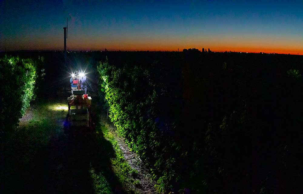 A harvest platform creeps between cherry blocks during the June 2021 heat wave at Allan Bros. near Mesa, Washington. Now that orchard managers have a year of night harvest experience under their belts, some are planning to do it again. (TJ Mullinax/Good Fruit Grower)
