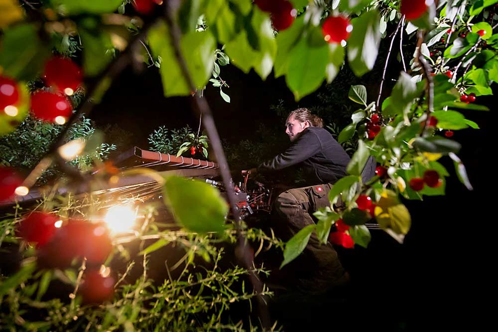 Alec Abendroth harvests tart cherries in the dark during a July heat wave at his family’s orchard in upstate New York. (TJ Mullinax/Good Fruit Grower)