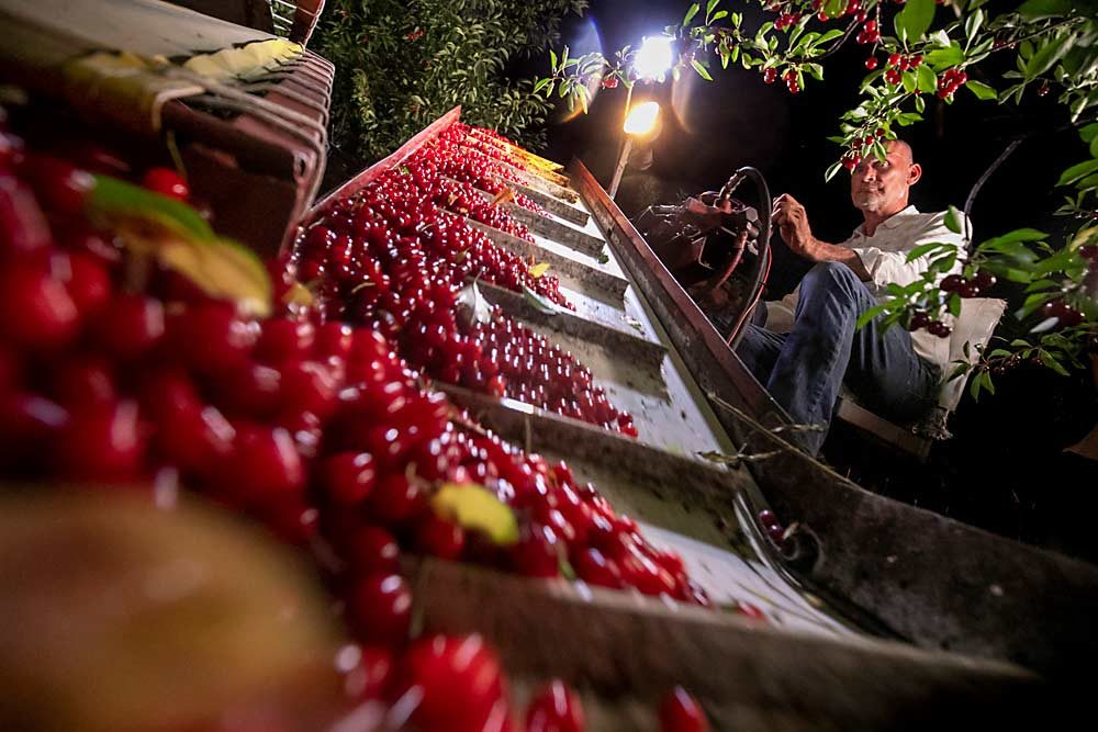 Robert Abendroth harvests tart cherries at night in his orchard near Wolcott, New York, in July. Abendroth made 15 cents a pound from his crop in 2019. “That’s not really a number,” he said. “At 25 cents a pound, we would feel like we were shaking for a reason.” (TJ Mullinax/Good Fruit Grower)