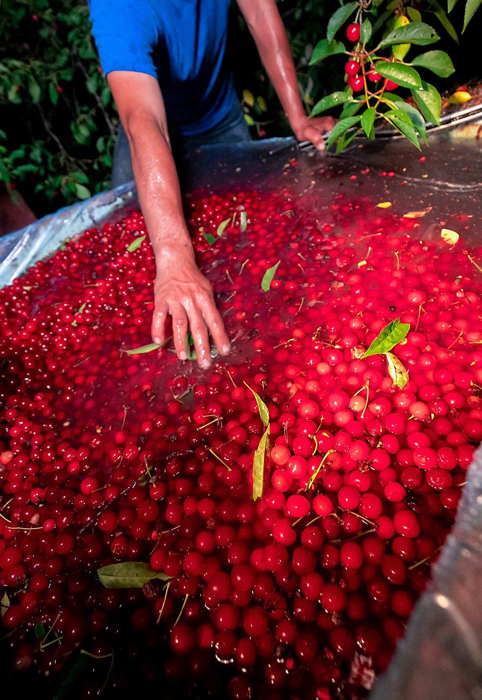 Harvested tart cherries brought in just 15 cents a pound on average in 2019, a price below the cost of production in many places. (TJ Mullinax/Good Fruit Grower)
