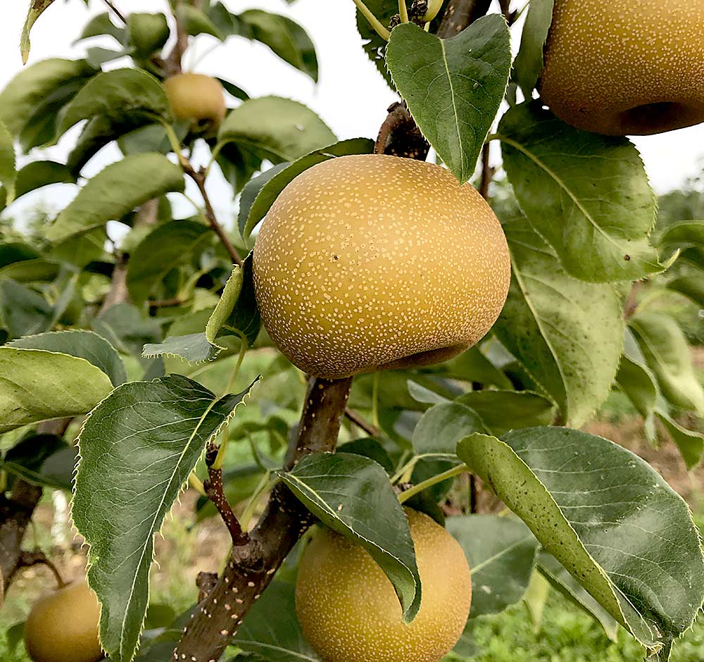 Niitaka is a medium to large fruit with light brown skin. It is sweet and crisp, and it stores well for at least four months. (Courtesy Dan Stein)