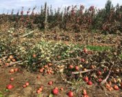 Post-tropical storm Fiona caused some crop loss and structural damage in Nova Scotia orchards Sept. 23–24, but damage was limited and growers continue to harvest what looks to be a good crop. (Courtesy Michelle Cortens/Perennia)