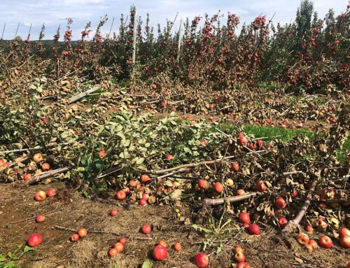 Tropical storm Fiona spares Nova Scotia apples