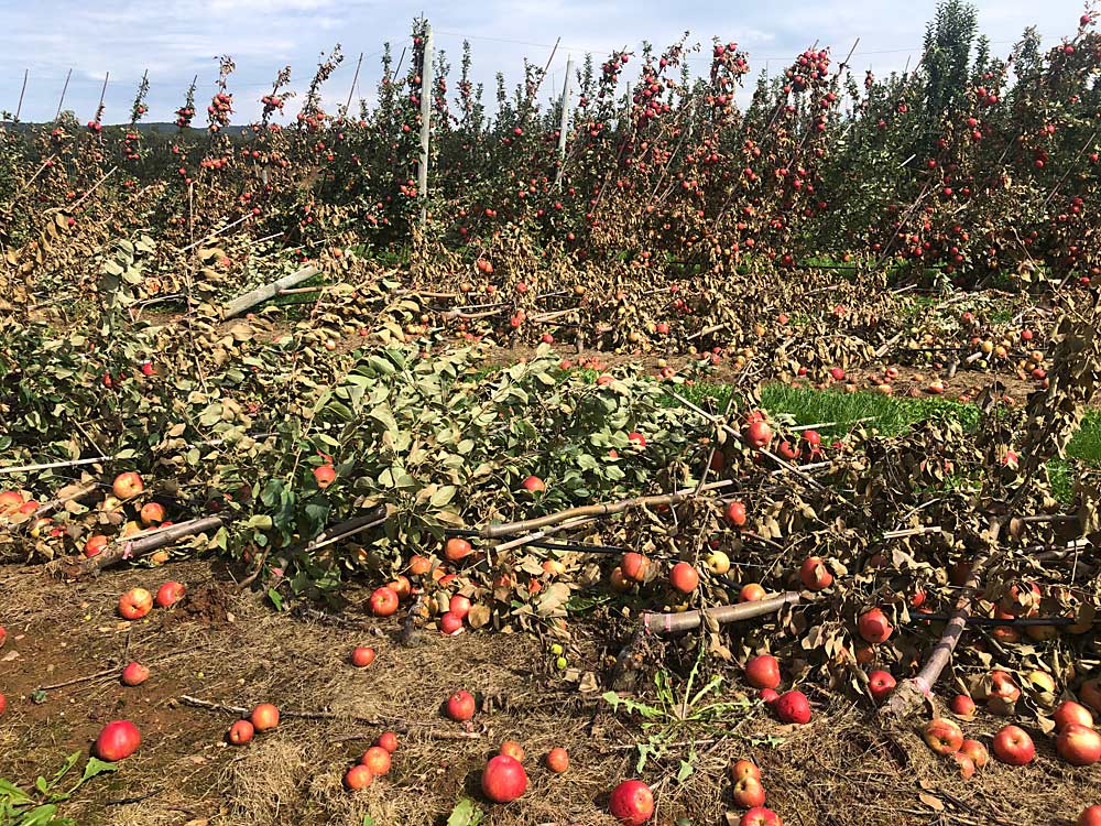 Post-tropical storm Fiona caused some crop loss and structural damage in Nova Scotia orchards Sept. 23–24, but damage was limited and growers continue to harvest what looks to be a good crop. (Courtesy Michelle Cortens/Perennia)