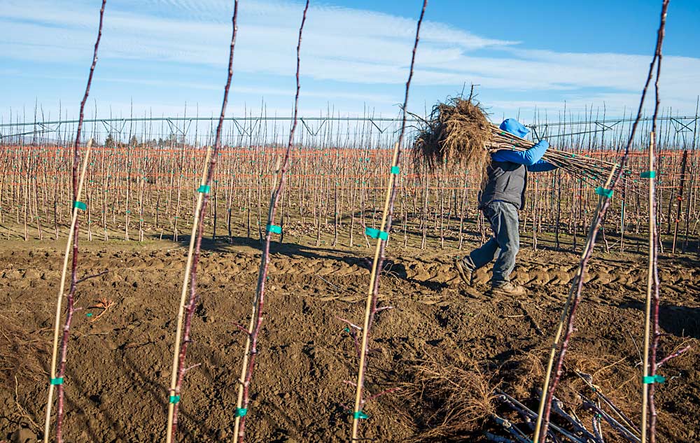 A Cameron Nursery employee moves freshly dug pollinator trees on Budagovsky 9 rootstocks in February near Quincy, Washington, to be sized and graded before they are delivered to awaiting farms. (TJ Mullinax/Good Fruit Grower)