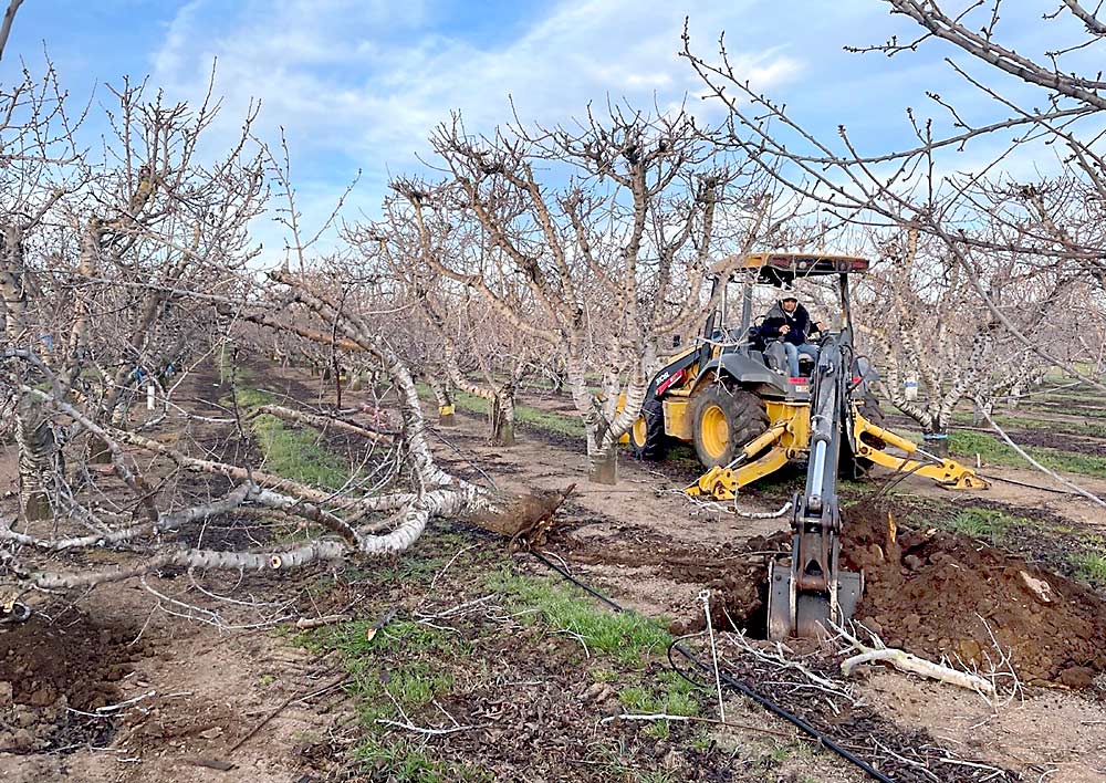 An excavator digs up an entire cherry tree in February near Lodi as part of a University of California nutrient research project. (Courtesy Doug Amaral/University of California Cooperative Extension)