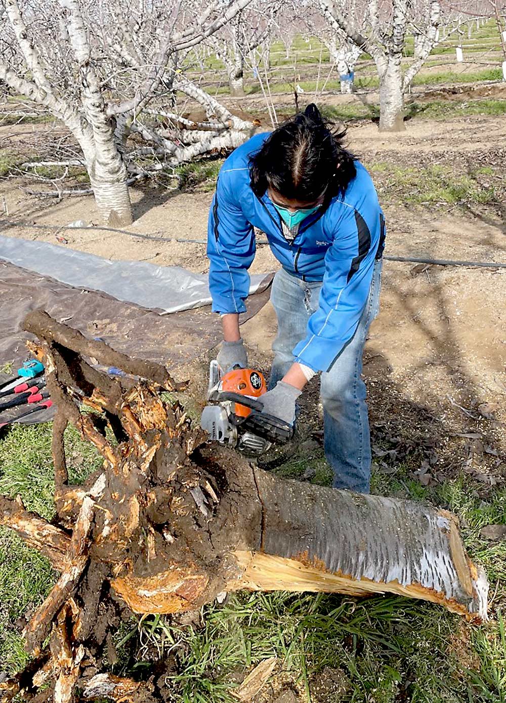 As part of a University of California nutrient research project, graduate student Ricardo Camargo separates roots from the trunk to measure where nutrients have migrated within the tree structures. “You want to know where the nutrients are,” he said. (Courtesy Doug Amaral/University of California Cooperative Extension)