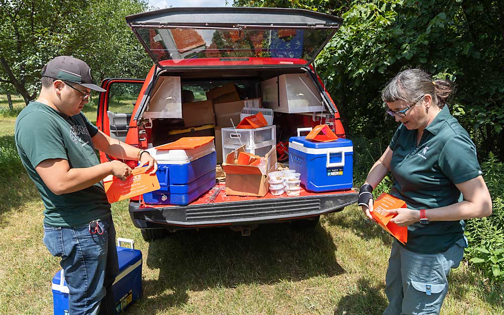 Michigan State University graduate student Andrew Jones, left, and tree fruit entomologist Julianna Wilson assemble traps in a Northwest Michigan tart cherry orchard last July. They were releasing Ganaspis brasiliensis, also known as the samba wasp, a parasitoid of spotted wing drosophila, in hopes it would establish a population. (Matt Milkovich/Good Fruit Grower)