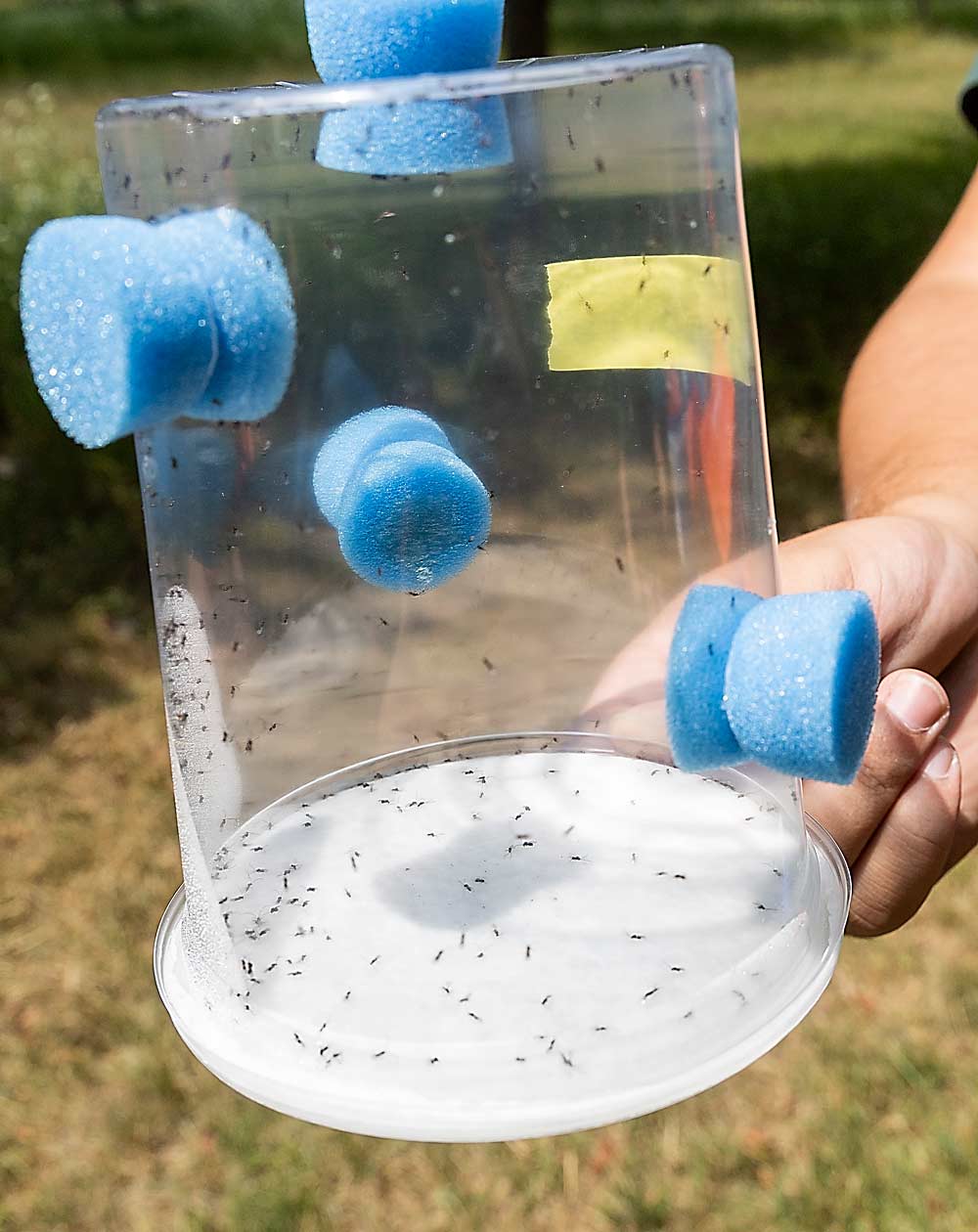 Samba wasps in a container before release. The blue foam “flugs” were used to provide honey to the wasps. (Matt Milkovich/Good Fruit Grower)